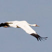 Whooping Crane